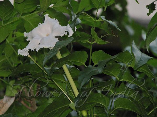 Mangrove Trumpet Tree